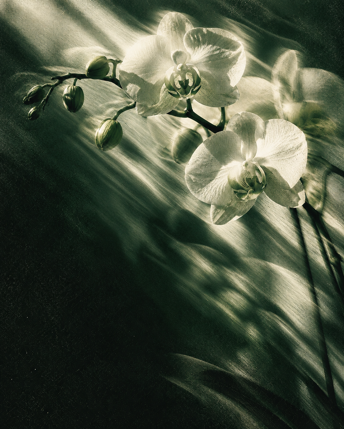 White orchids with surreal diagonal motion trails, forest-green photographic grain, and luminous ivory petals.